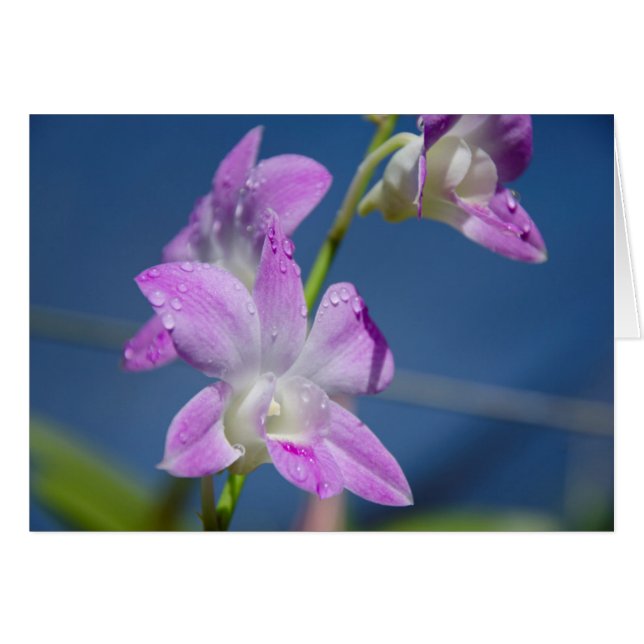 Australia, Territorio del Norte, Darwin (Anverso (Horizontal))