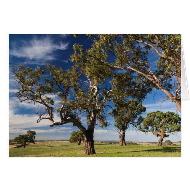 Australia, Valle de Barossa, Mount Pleasant (Anverso (Horizontal))