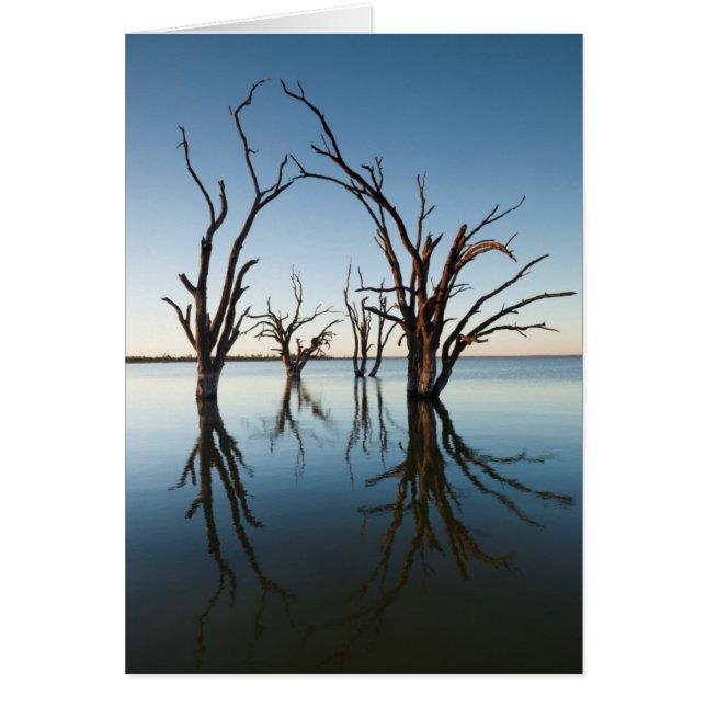 Australia, valle del río Murray, Barmera, lago (Frente)