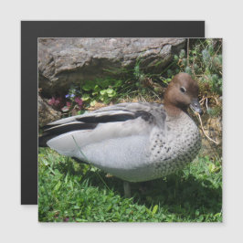 Australian Wood Duck in Tranquil Garden Magnet