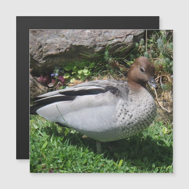 Australian Wood Duck in Tranquil Garden Magnet (Anverso/Reverso)
