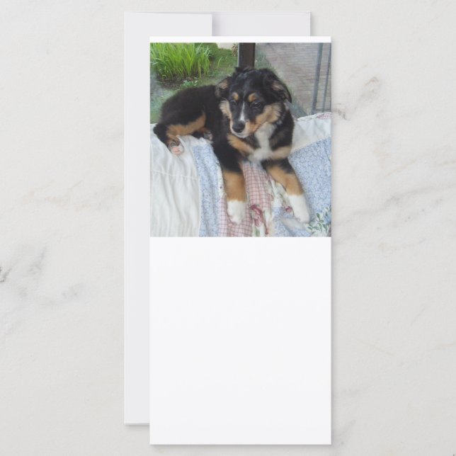 australiana (Anverso)