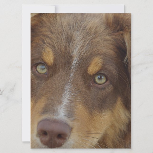 australiana red tri pup (Anverso)