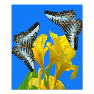 Autopista azul malasio de la mariposa de la foto A