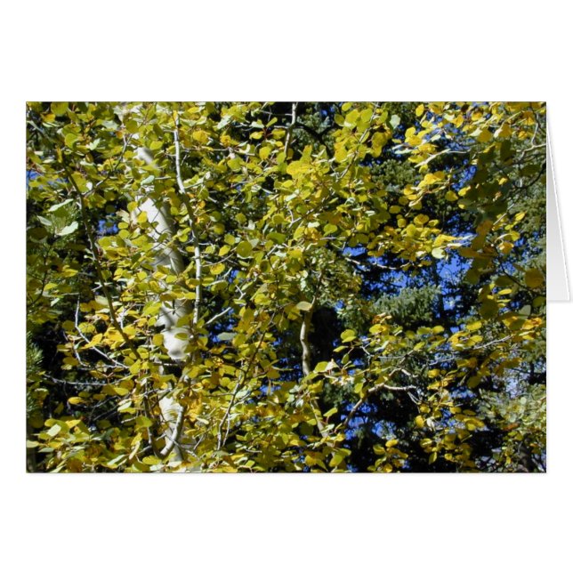 Autumn Aspen Leaves card (Anverso (Horizontal))