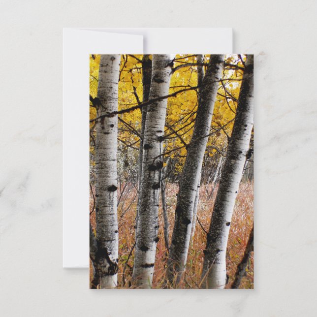 Autumn Aspens - Tarjeta de nota en blanco (Anverso)