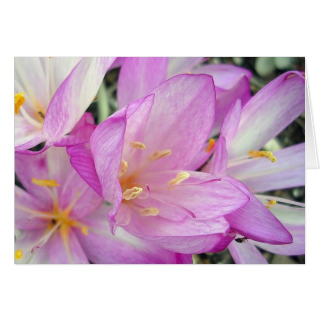 Autumn Crocus (Anverso (Horizontal))