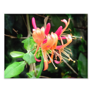 Autumn Honeysuckle ~ Foto