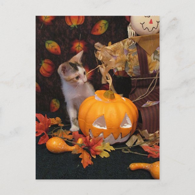 Autumn Kitten - Tarjeta para gato de Halloween (Anverso)