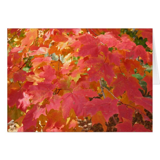 Autumn Maple card (Anverso (Horizontal))