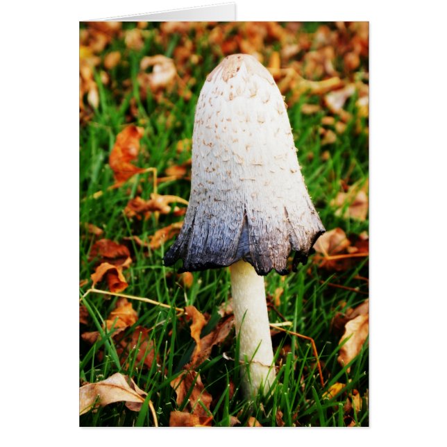 Autumn Mushroom (Frente)