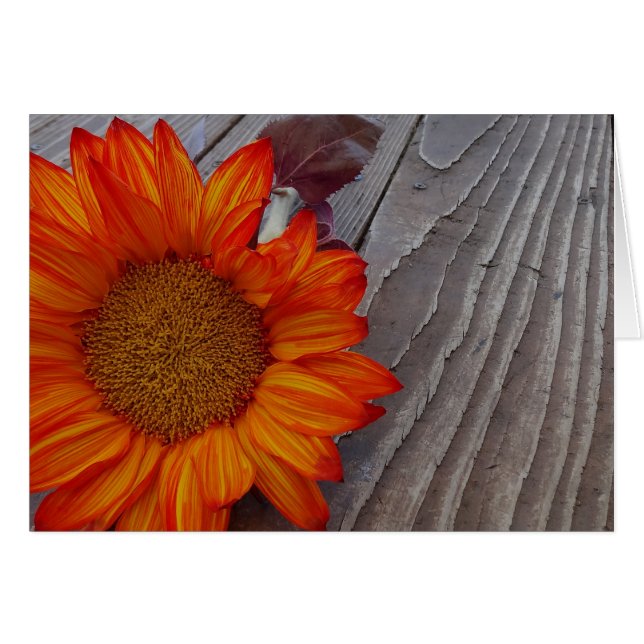 Autumn Naranja Sunflower Blossom (Anverso (Horizontal))