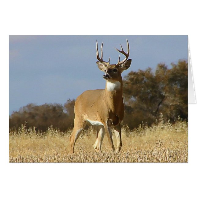 Autumn Whitetail Buck (Anverso (Horizontal))