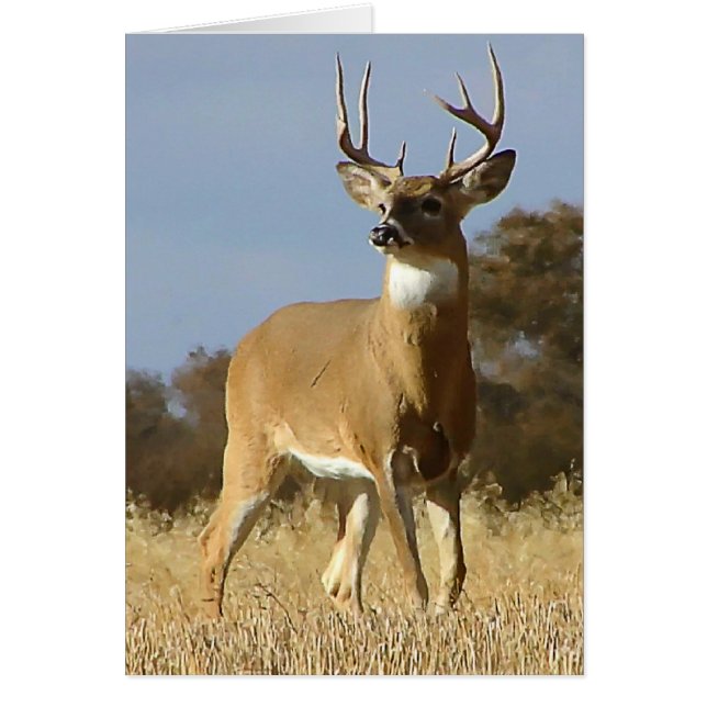 Autumn Whitetail Buck (Frente)