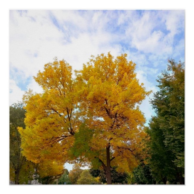 AUTUMNS MELLOW YELLOW poster (Anverso)