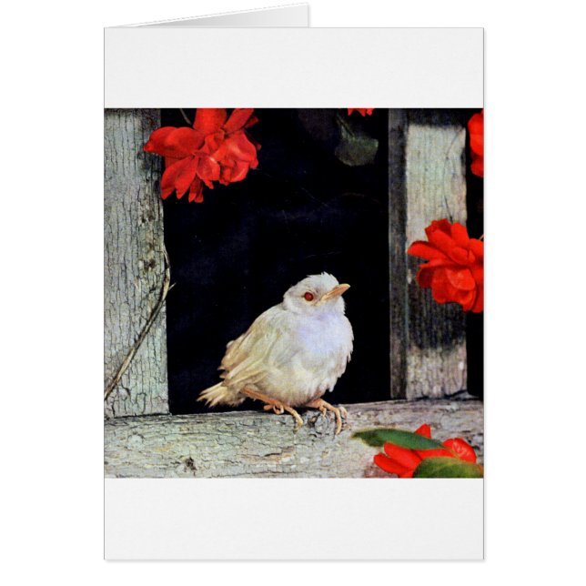 Ave albino robin RARE (Frente)