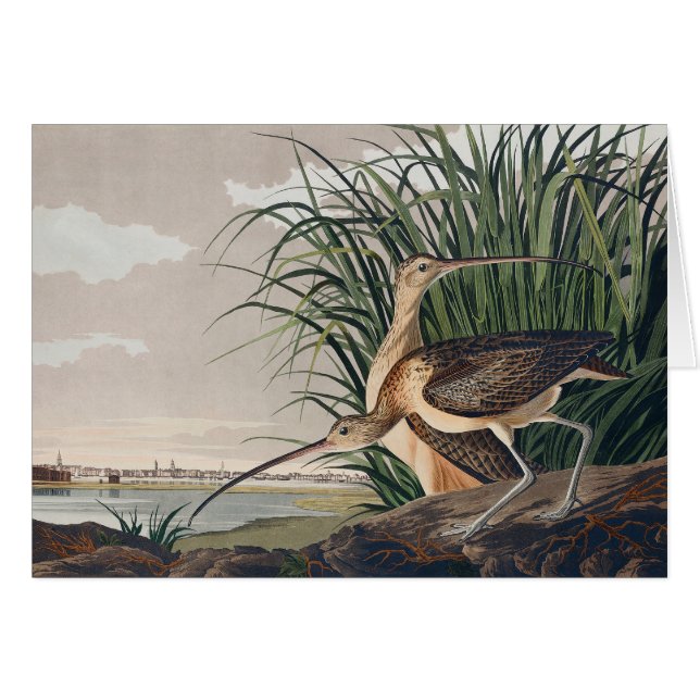 Ave Audubon (Anverso (Horizontal))