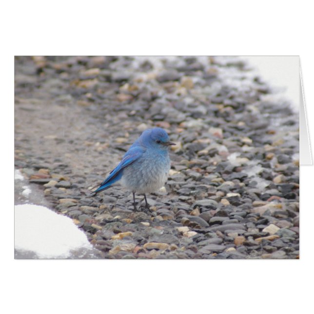 Ave azul (Anverso (Horizontal))