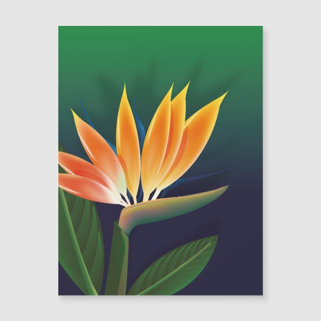 Ave de la flor del paraíso (Anverso)
