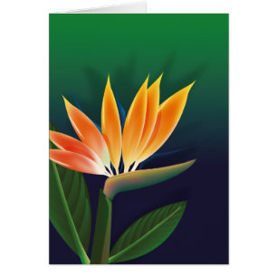 Ave de la flor del paraíso