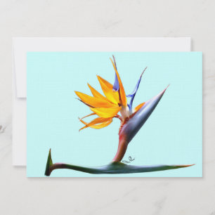 Ave de la invitación al paraíso