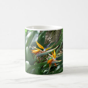 Ave del paraíso de la taza de café