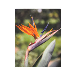 Ave del paraíso del arte Metalizado