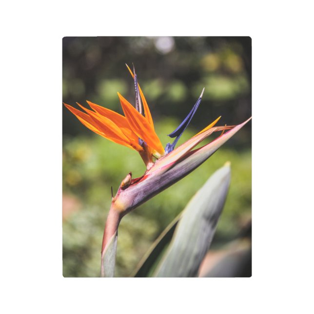 Ave del paraíso del arte Metalizado (Anverso)