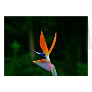 Ave del paraíso, Maui