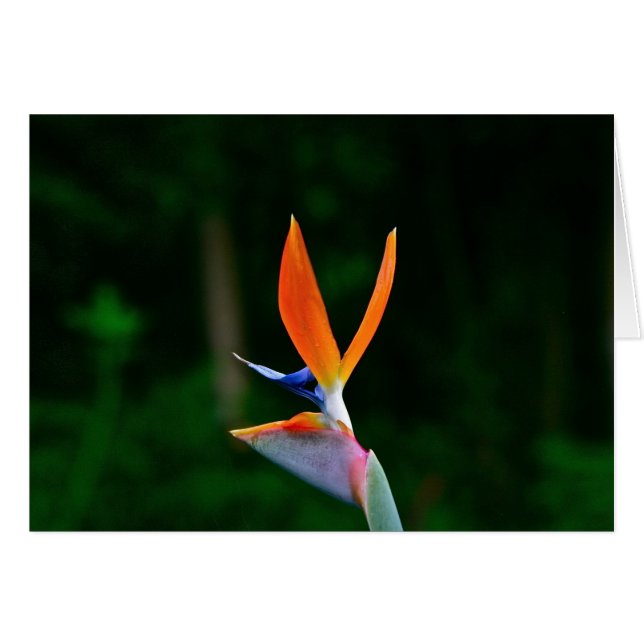 Ave del paraíso, Maui (Anverso (Horizontal))