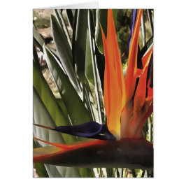 Ave del Paraíso Strelitzia Reginae Acrílico Painti