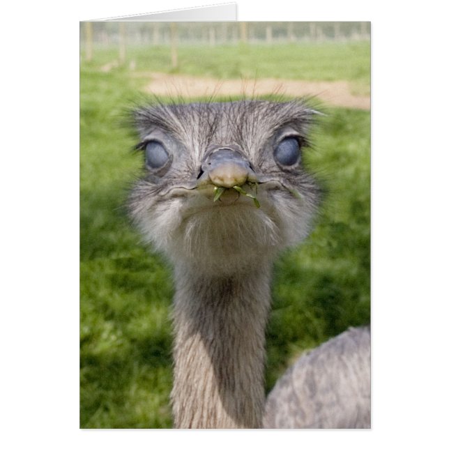 Ave divertida (Frente)