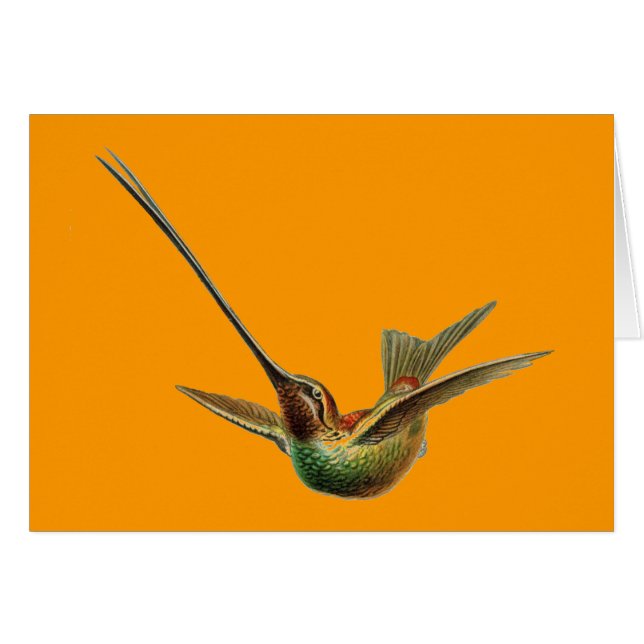 Ave Haeckel (Anverso (Horizontal))