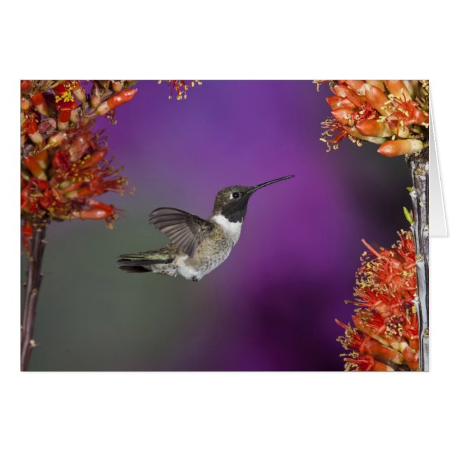 Ave Humingbird, Archilochus alexandri, (Anverso (Horizontal))