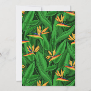 Ave nocturna del paraíso del jardín