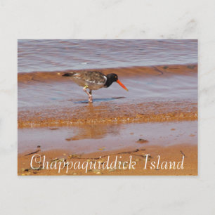 Ave rara en la postal de la isla Chappaquiddick