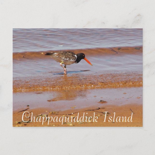 Ave rara en la postal de la isla Chappaquiddick (Anverso)