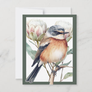 Ave Stonechat de África