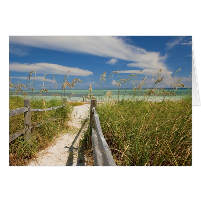 Avena de mar Uniola paniculata) creciendo junto a  (Anverso (Horizontal))