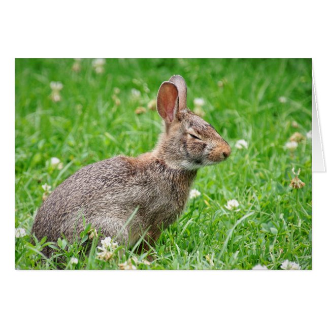 Avergüenzas. Perdí tu tarjeta de cumpleaños (Anverso (Horizontal))