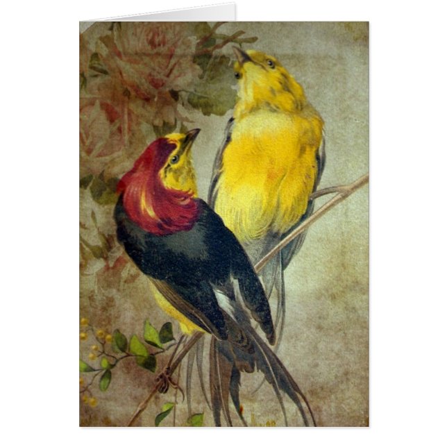 Aves (Frente)