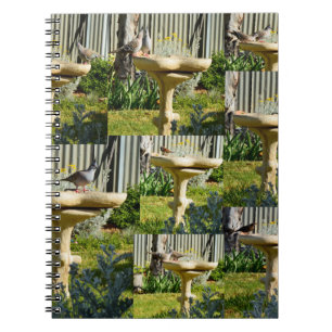 Aves australianas en Bañera de Aves, Cuaderno