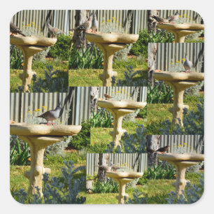 Aves Australianas En Una Bañera De Aves, Pegatinas