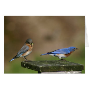 Aves azules