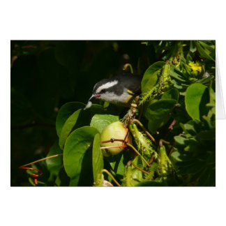 Aves Bananaquit comiendo fotografía tropical