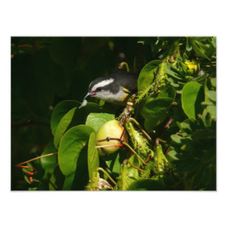 Aves Bananaquit comiendo fotografía tropical