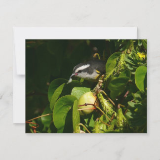 Aves Bananaquit comiendo fotografía tropical