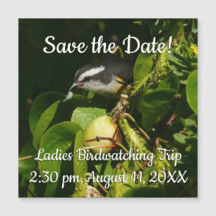 Aves Bananaquit comiendo fotografía tropical