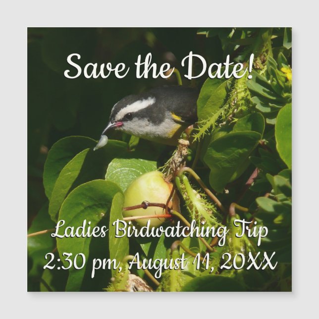 Aves Bananaquit comiendo fotografía tropical (Anverso)