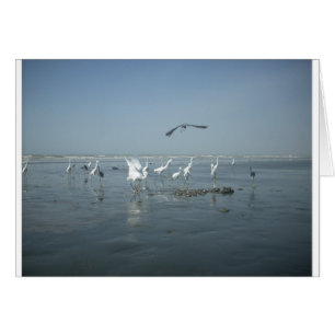 Aves blancas presentan hakuna matata.JPG